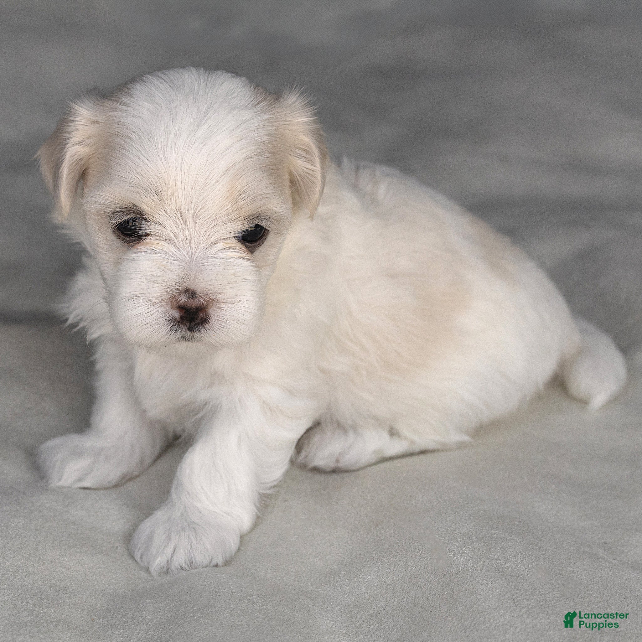 Maltese dogs Lacie Maltese  - Ad 2