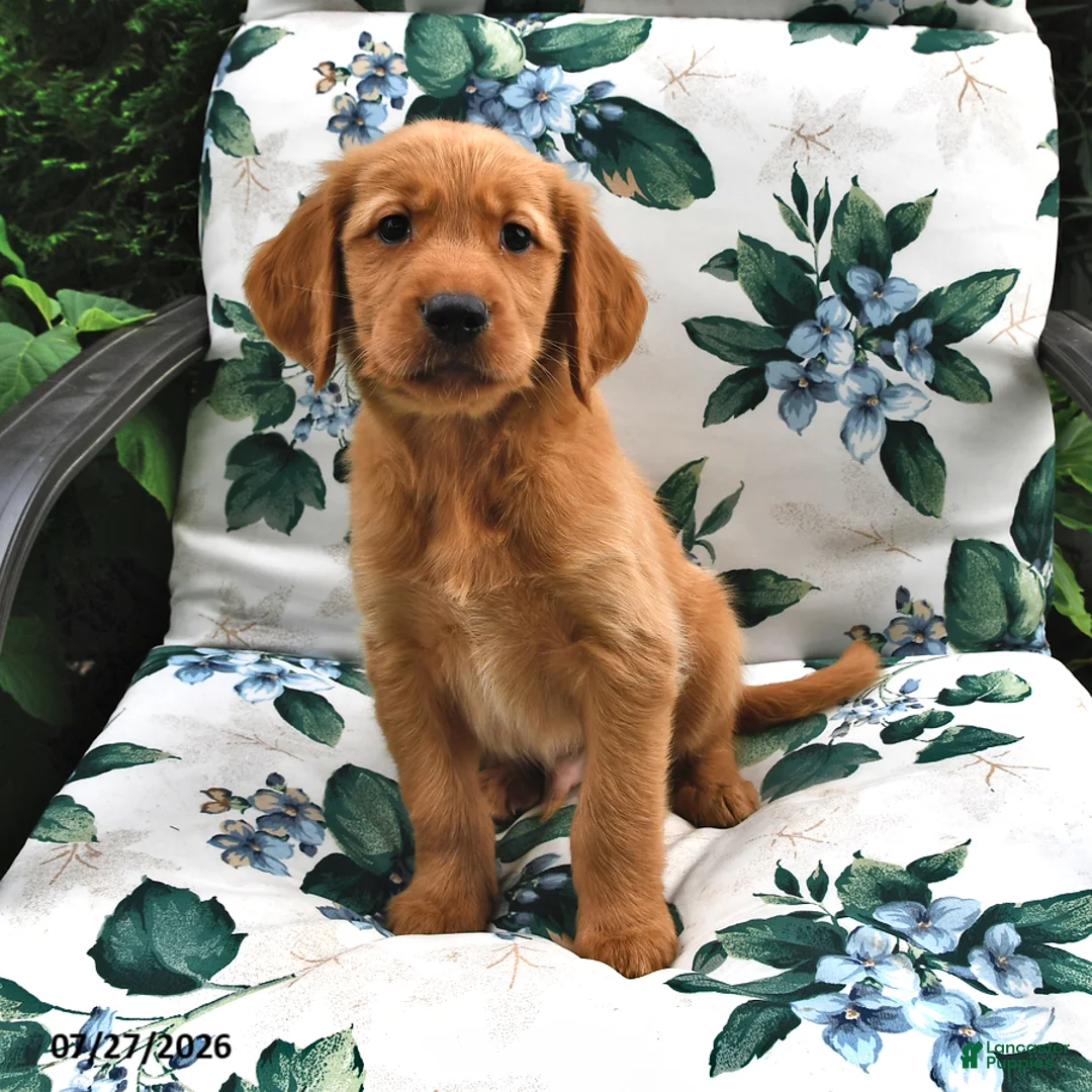 Golden Retriever dogs for sale: Marshall - Ad 1