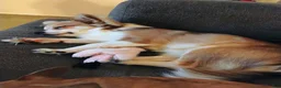 Chihuahua dogs for sale: Chihuahua Puppy 1 Tan/White Brindle (Tucker) - Ad 3