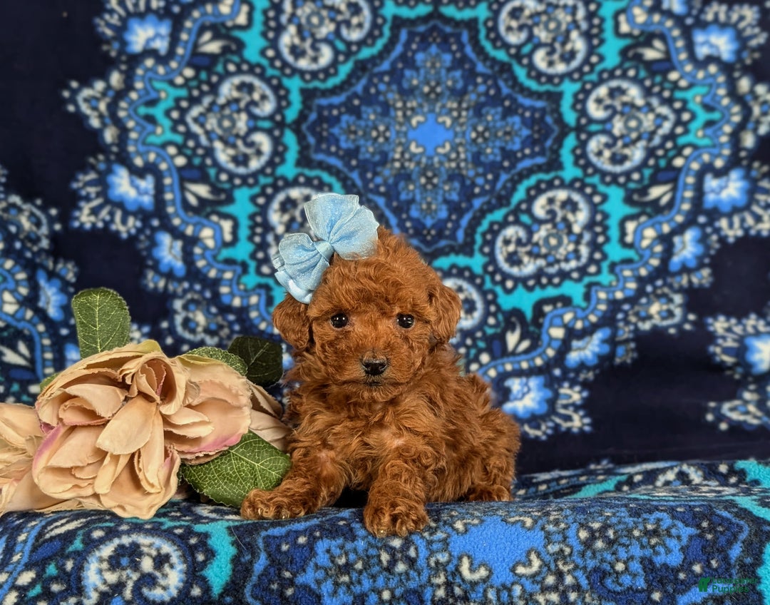 Toy Poodle dogs for sale: Ella - Ad 4