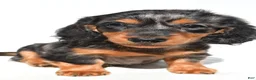 Dachshund dogs for sale: Theodore - Ad 6