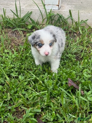 Miniature Australian Shepherd dogs DAKOTA - (Teal Collar) - Ad 2