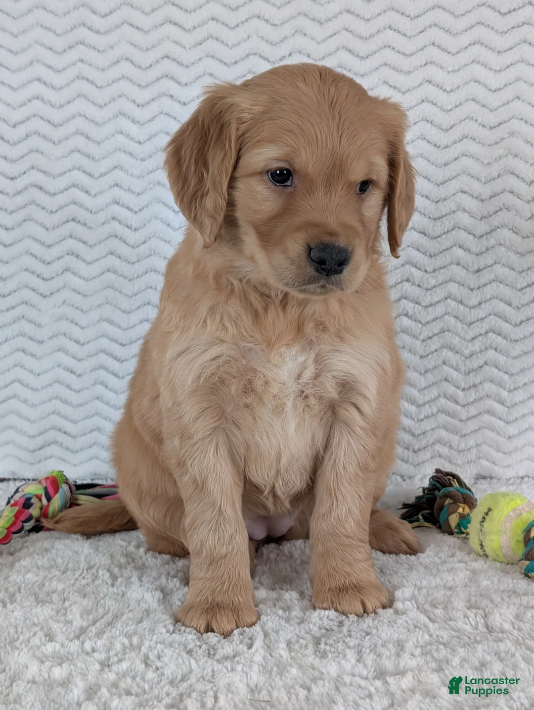 Golden Retriever dogs for sale: Miss Ruby  - Ad 11
