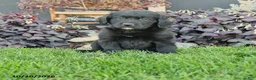 Mixed Breed dogs for sale: Chance - Ad 1