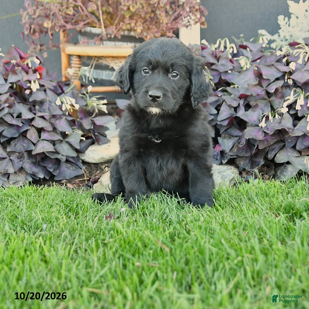 Mixed Breed dogs for sale: Chance - Ad 1