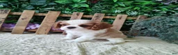 Cavalier King Charles Spaniel dogs for sale: Brittany  - Ad 12