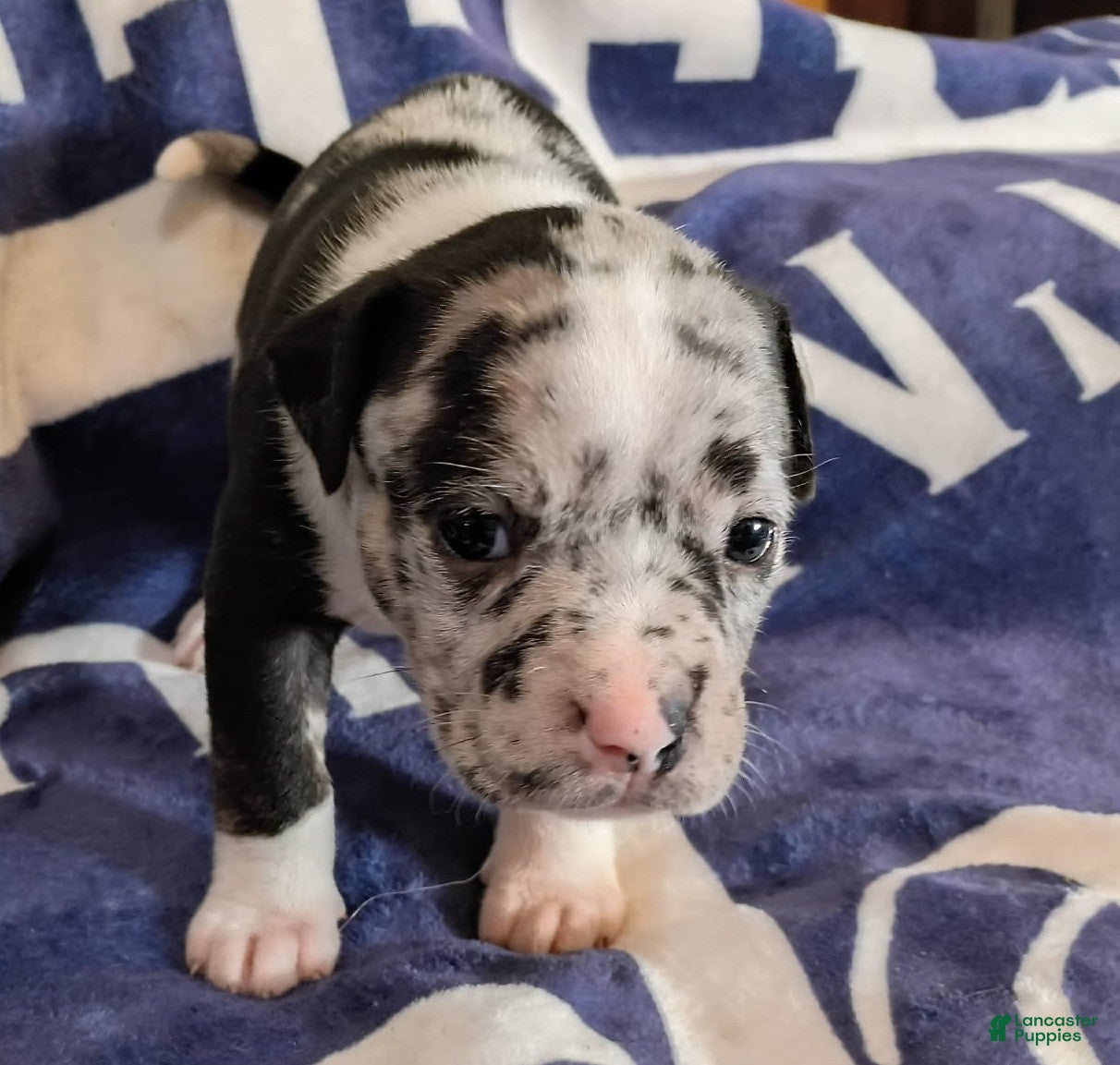 American Bully dogs Black merle female - Ad 2
