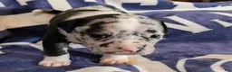 American Bully dogs for sale: Black merle female - Ad 2