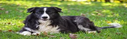 Border Collie dogs for sale: Truffle - Ad 3