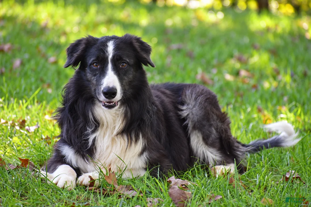 Border Collie dogs for sale: Truffle - Ad 3