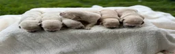 Golden Retriever dogs for sale: Golden Retriever 7 - Ad 7