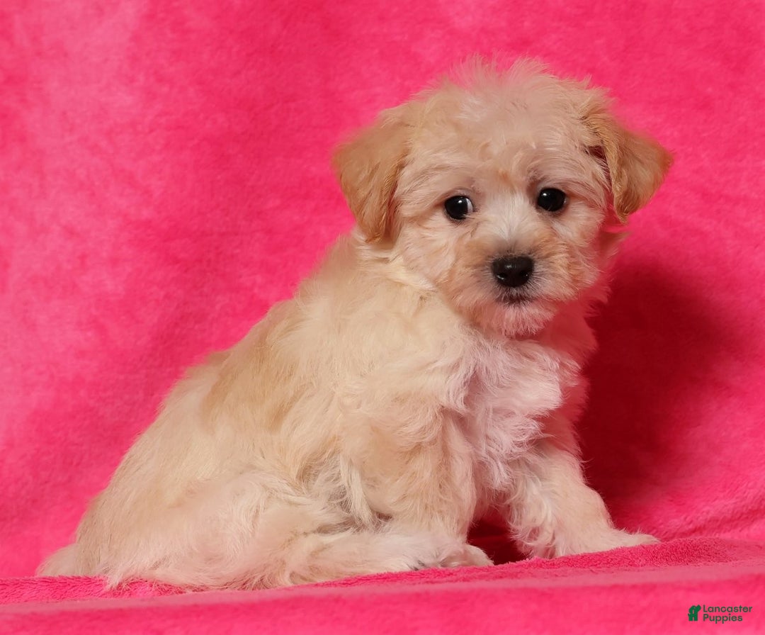 Yochon dogs for sale: Connor - Ad 7