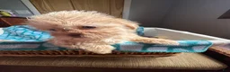 Shih Tzu dogs for sale: Bella  - Ad 3