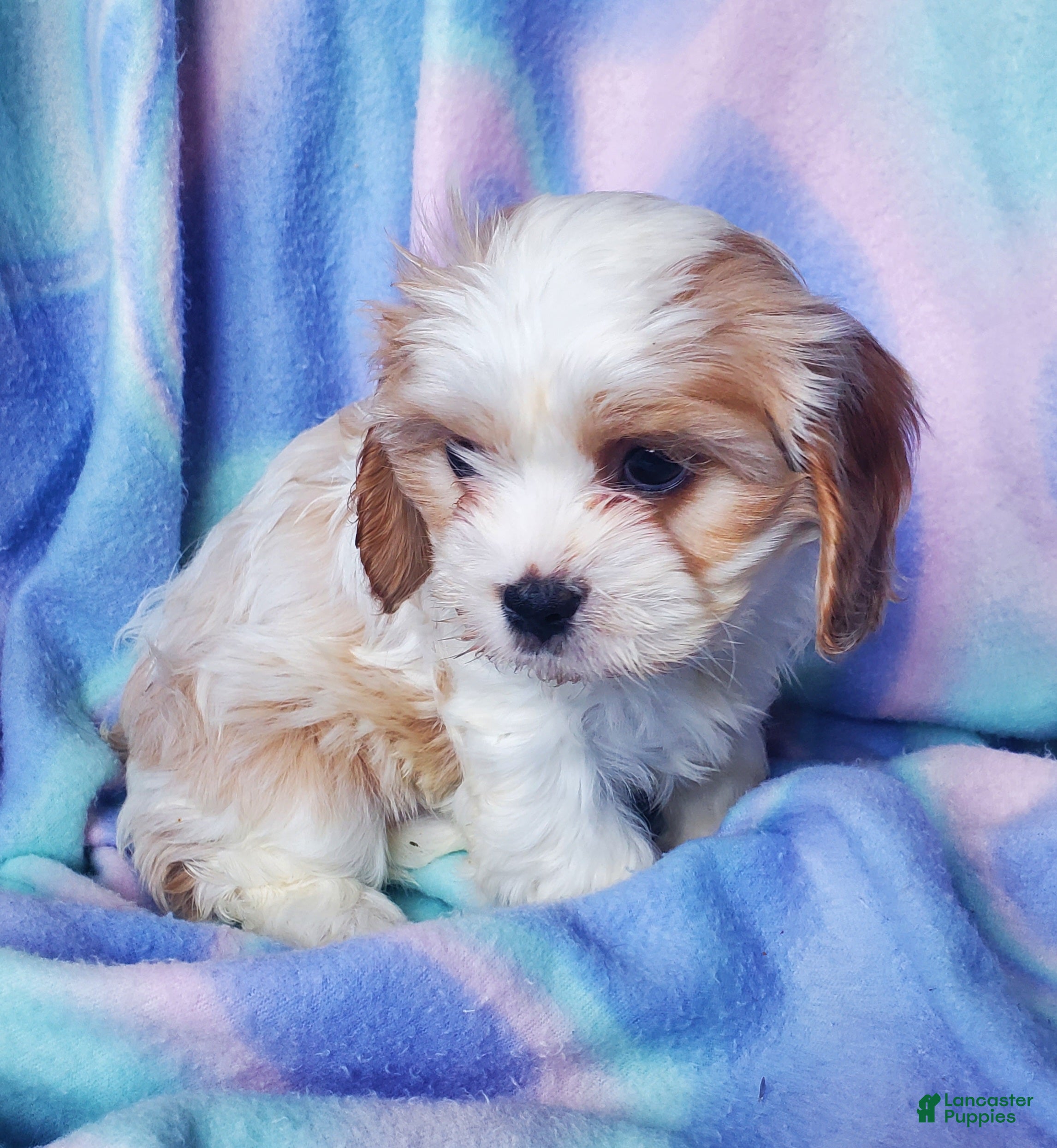 Cavachon dogs Lucy  - Ad 1