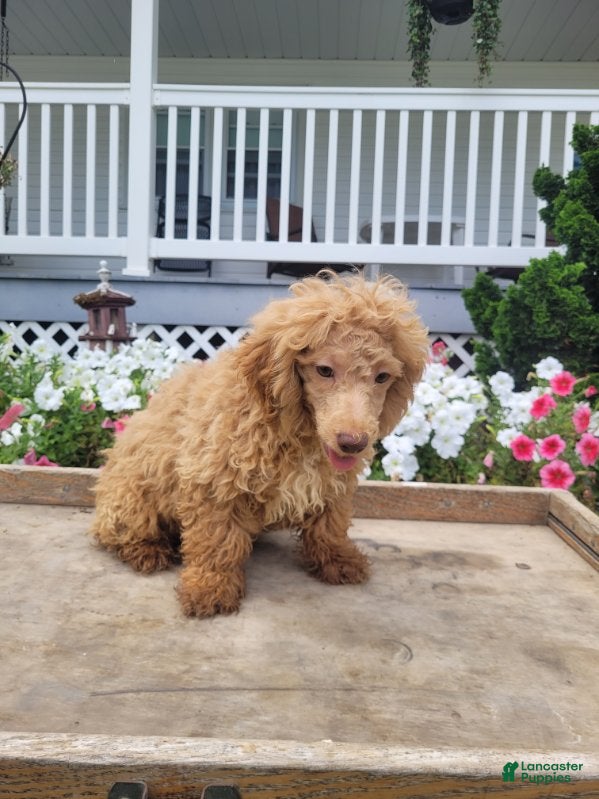 Maltipoo dogs Leslie - Ad 2