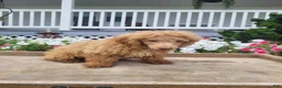 Maltipoo dogs for sale: Leslie - Ad 2