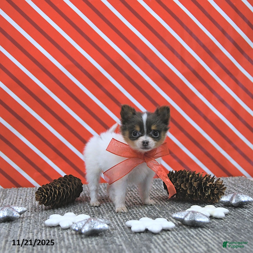 Pomeranian dogs for sale: Lilly - Ad 8