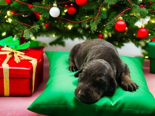 Doberman Pinscher dogs Ember - Ad 20