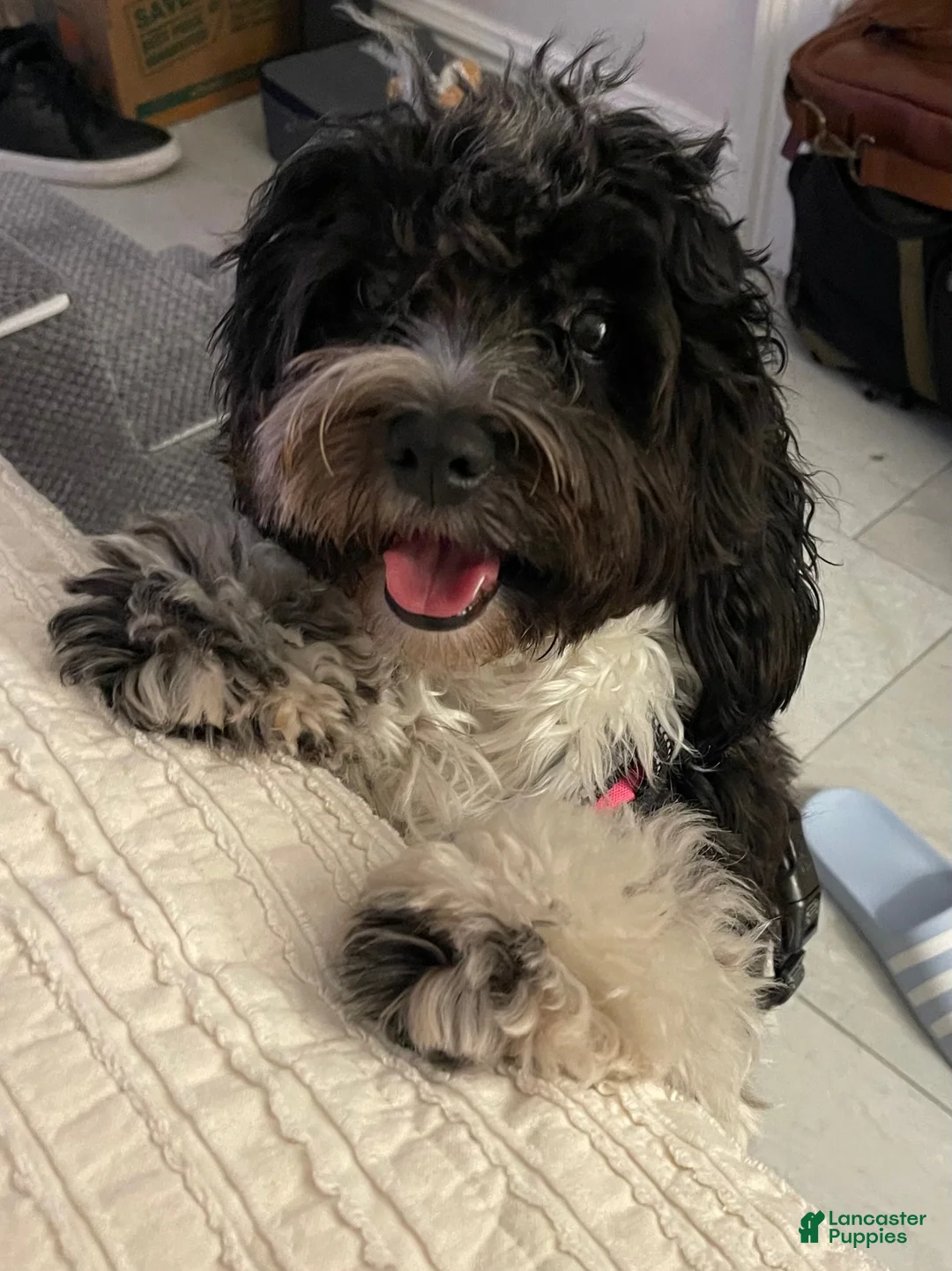 Gallery Image {{count}}