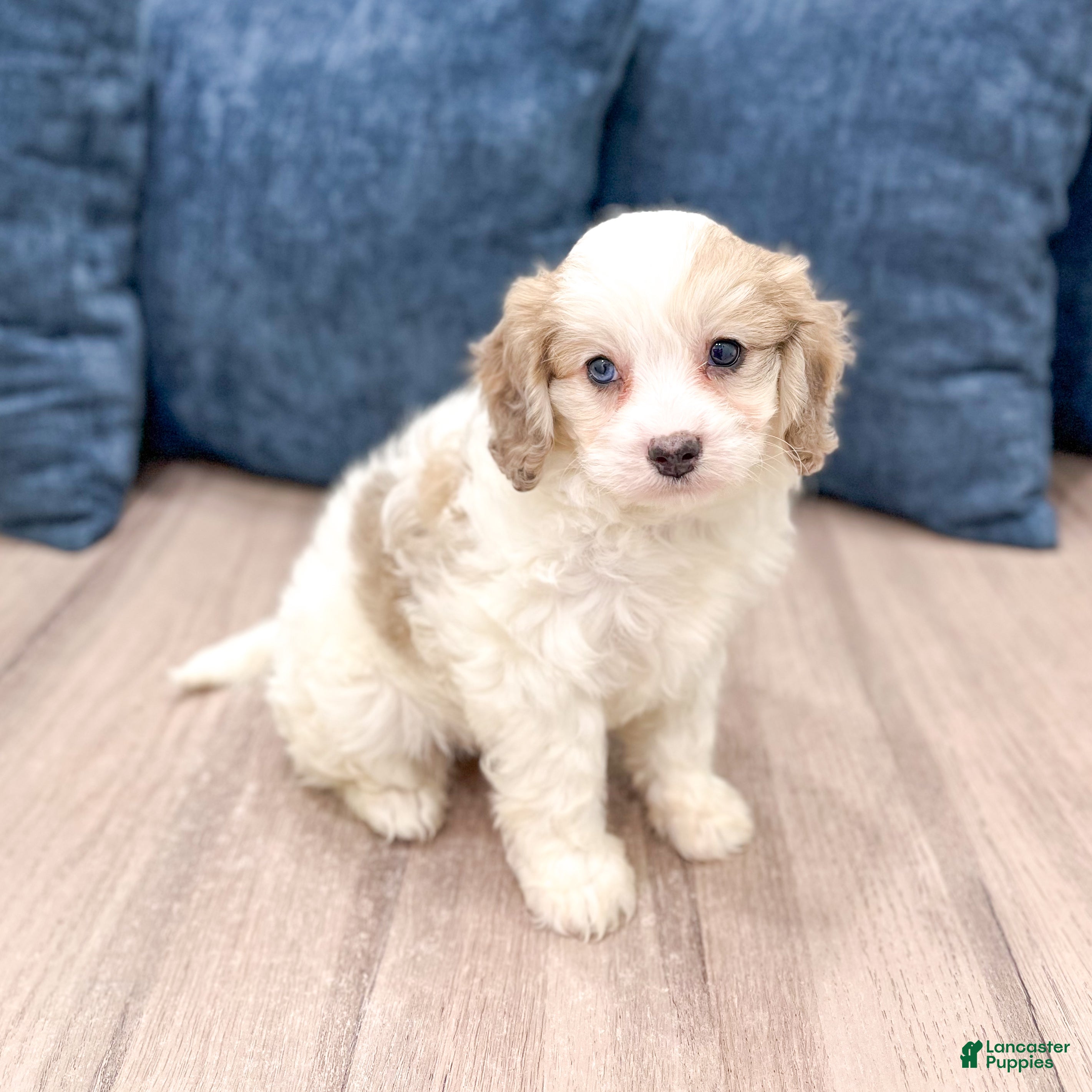 Cavapoo dogs Sarah - Ad 1