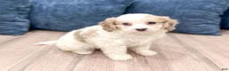 Cavapoo dogs for sale: Sarah - Ad 1