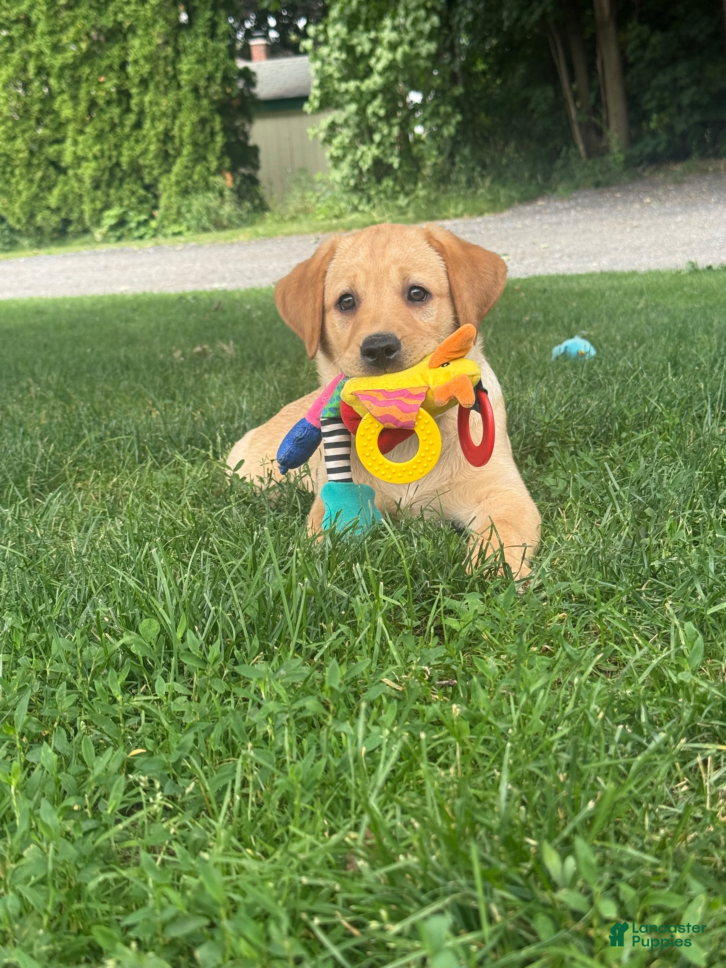 Labrador Retriever dogs Danny  - Ad 1