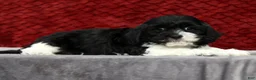 Cavapoo dogs for sale: Sam - Ad 5