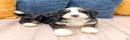 Mini Bernedoodle dogs for sale: Bruno - Ad 9