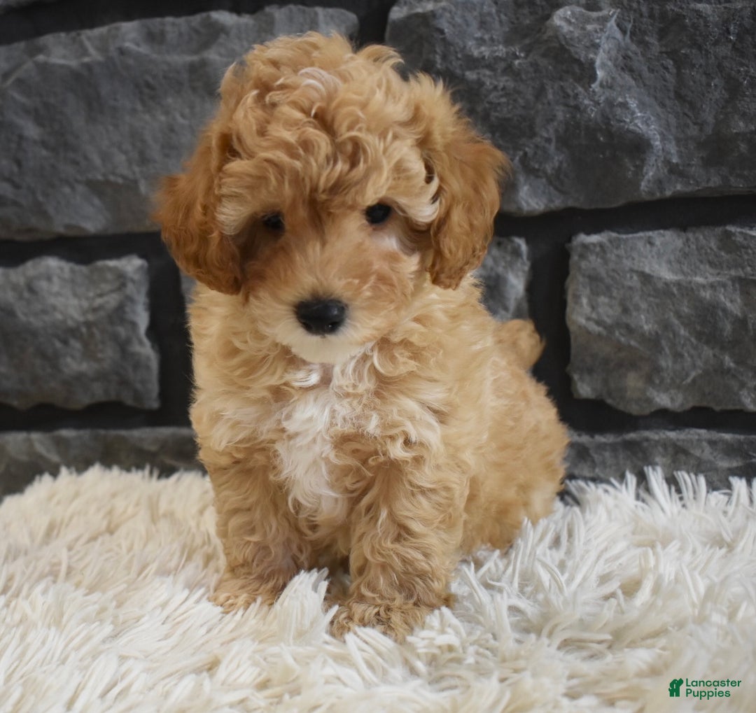 Toy Poodle dogs for sale: Milo - Ad 8
