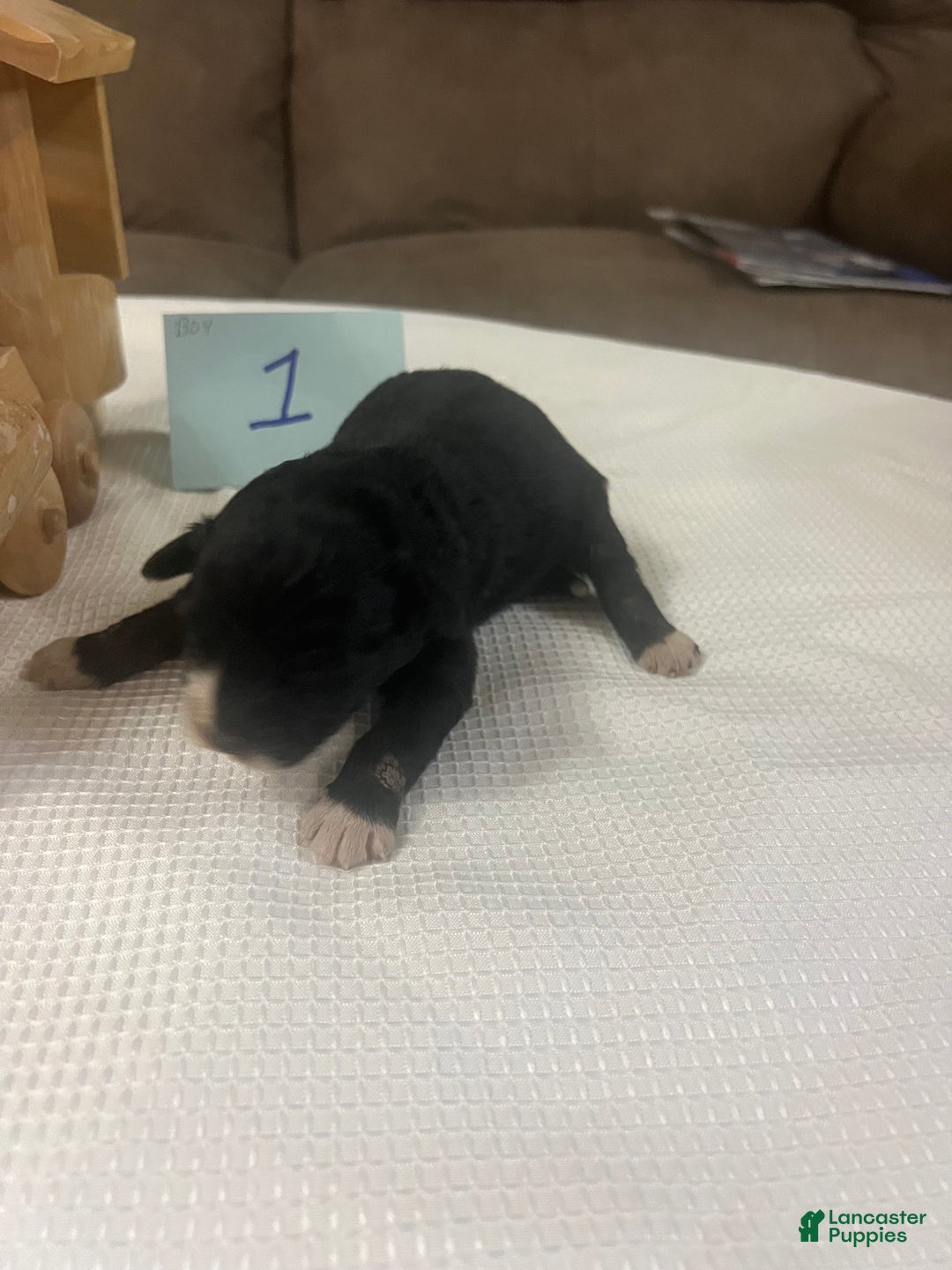 Aussiedoodle dogs for sale: Jackpot. - Ad 2