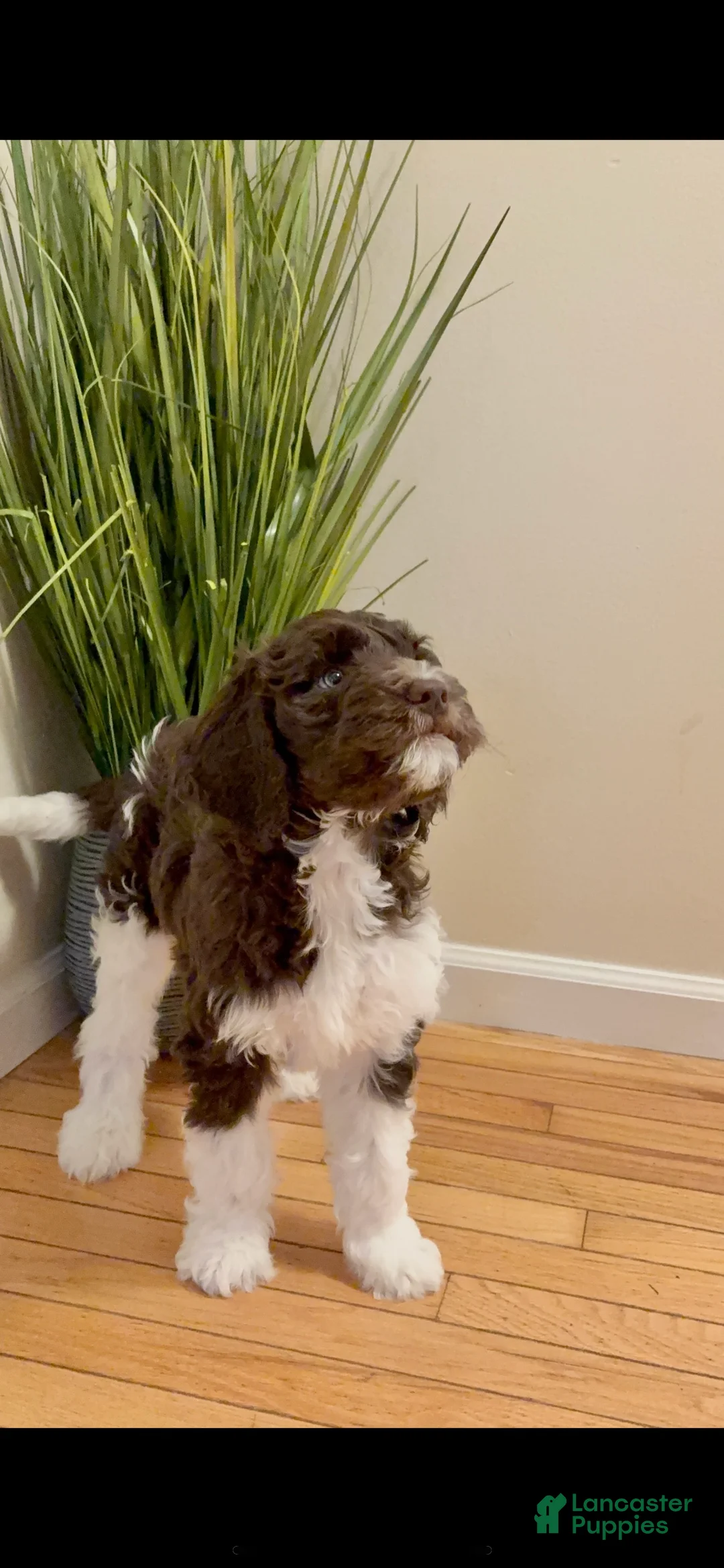 Double Doodle dogs for sale: Vixen - Ad 2