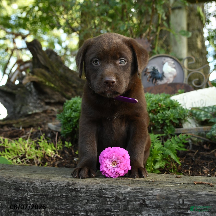Labrador Retriever dogs Taffy - Ad 2