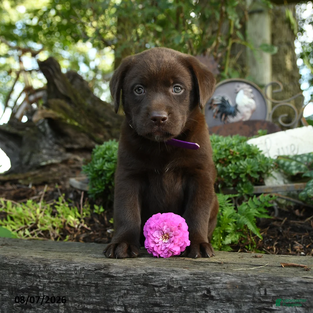 Labrador Retriever dogs for sale: Taffy - Ad 2