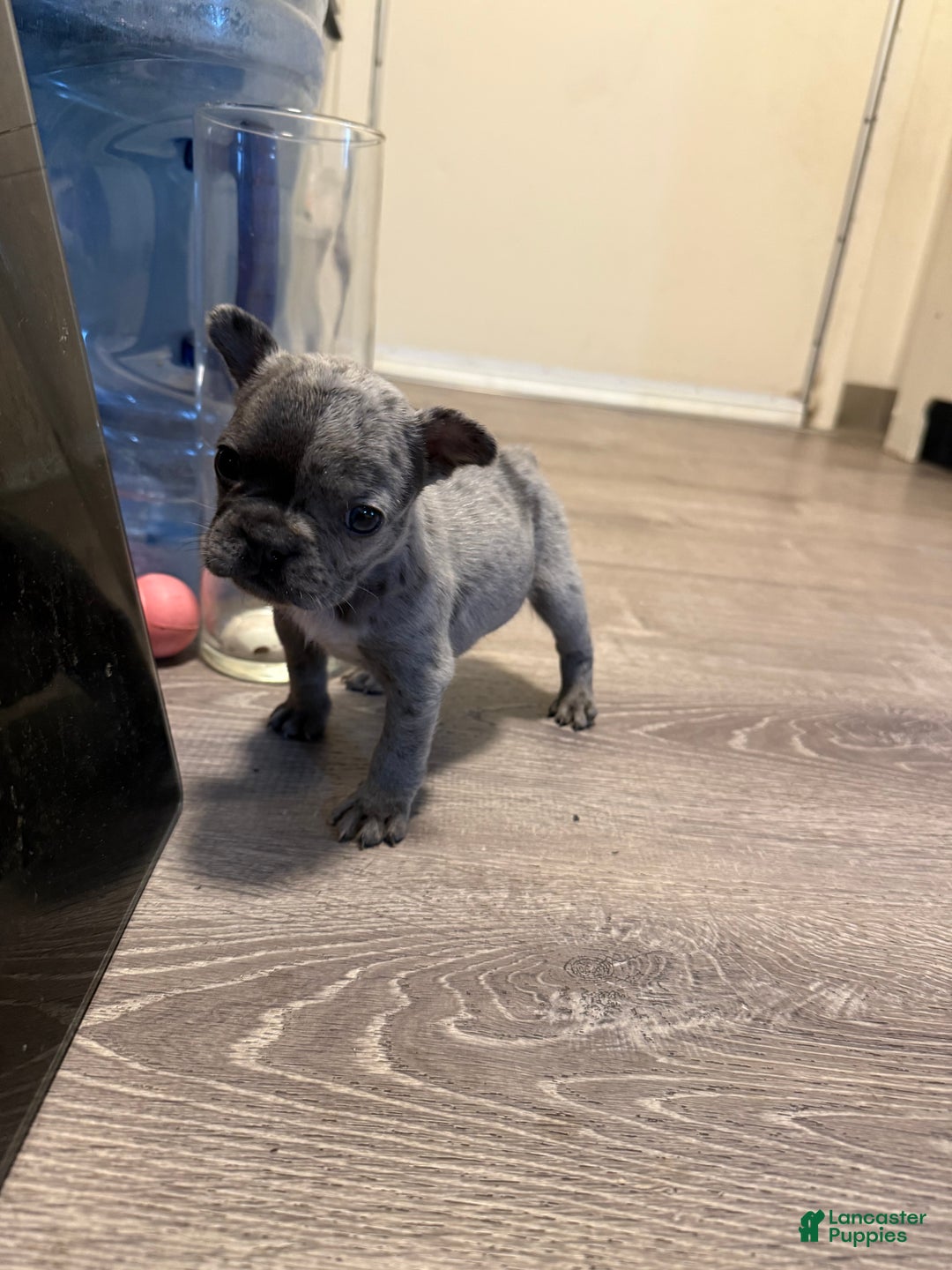 French Bulldog dogs for sale: French Bulldog Puppy 2 - Ad 1