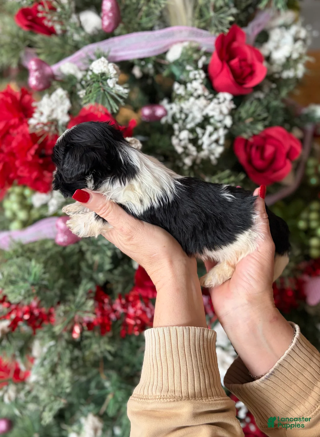 Malshi dogs for sale: Malshi Puppy 1 - Ad 4