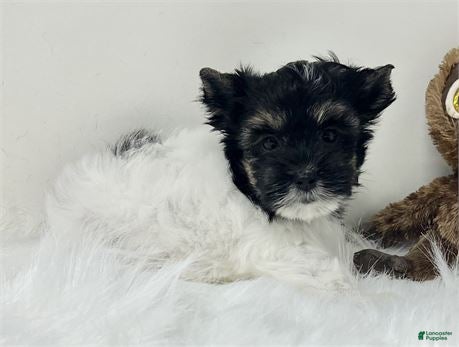 Biewer Terrier dogs Biewer Terrier Puppy 1 - Ad 2