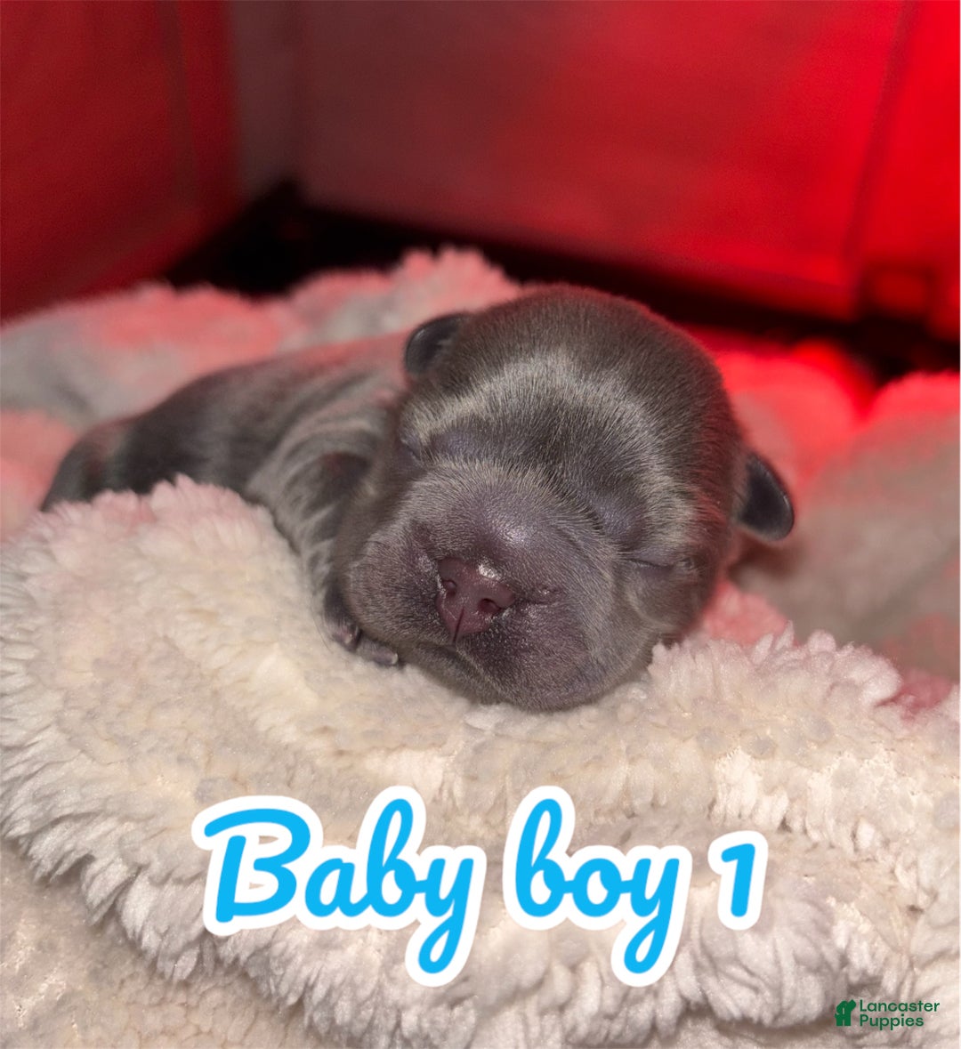 French Bulldog dogs for sale: French Bulldog Puppy 1 - Ad 2