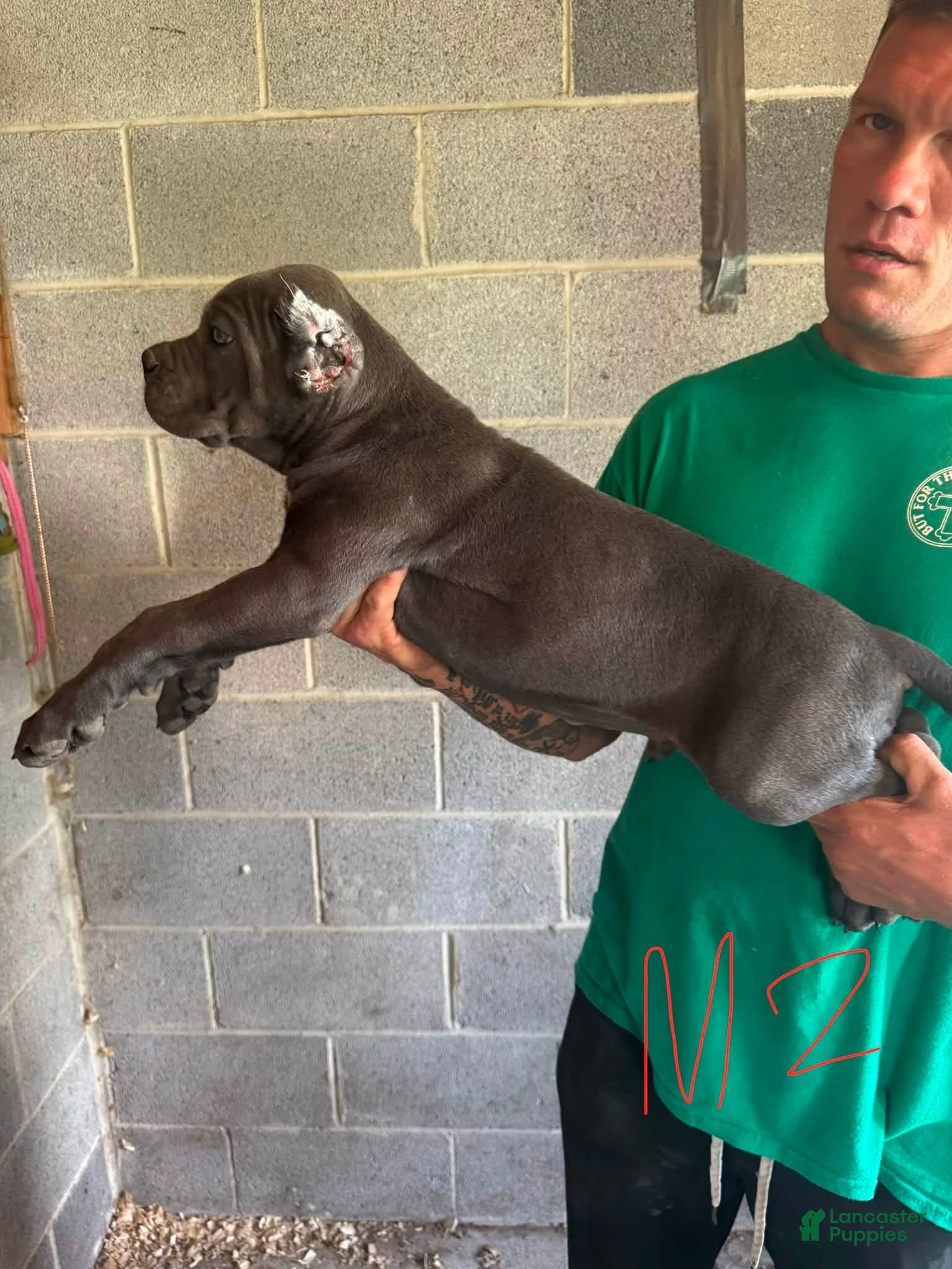 Cane Corso dogs Cane Corso 4 - Ad 15