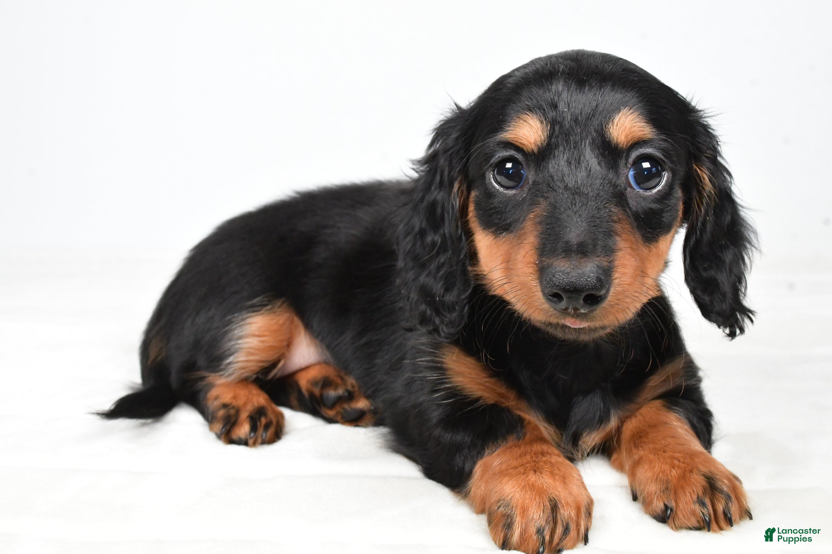 Miniature Dachshund dogs Clover - Ad 1