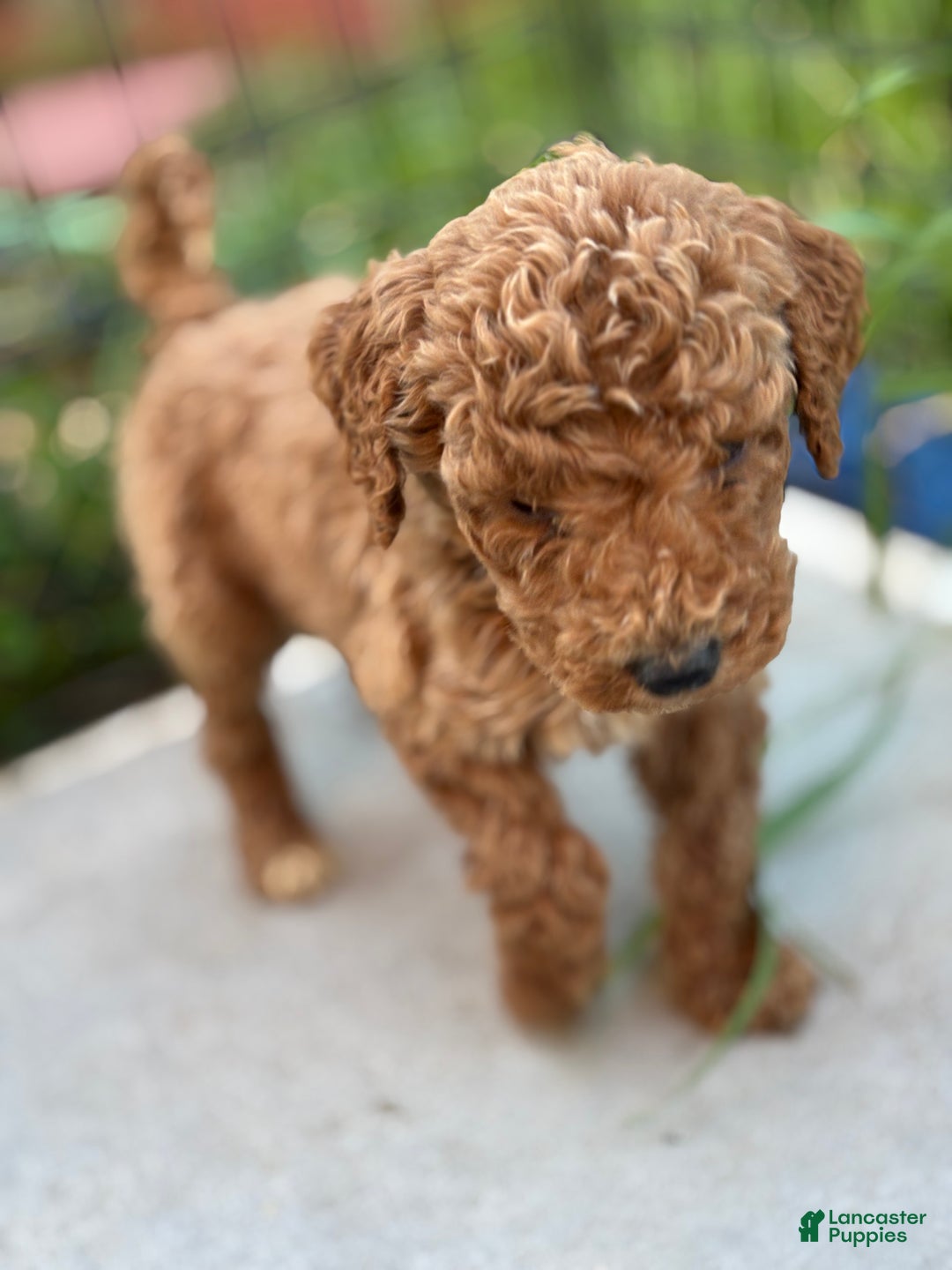 Standard Poodle dogs for sale: Frank - Ad 7