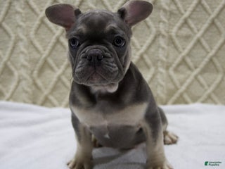 French Bulldog dogs - Ad 42