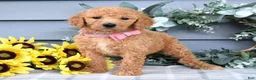 Standard Poodle dogs for sale: Roxanne - Ad 3