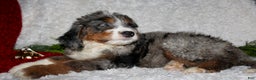 Bernedoodle dogs for sale: Jack - Ad 7