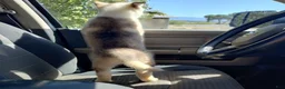 Alaskan Malamute dogs for sale: Girl 5  - Ad 3