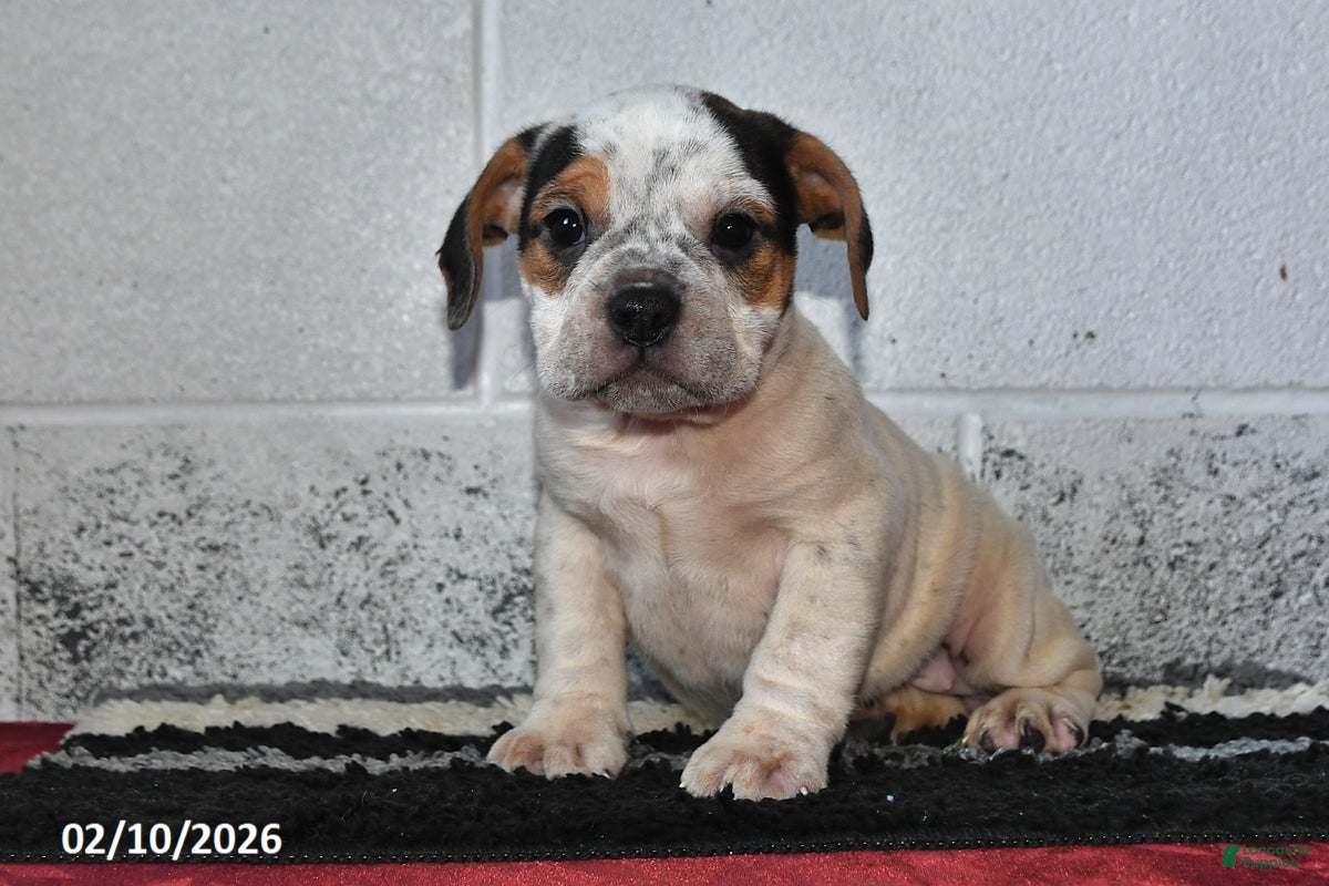 Beabull dogs Dixie - Ad 13