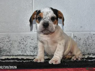 Beabull dogs Dixie - Ad 13