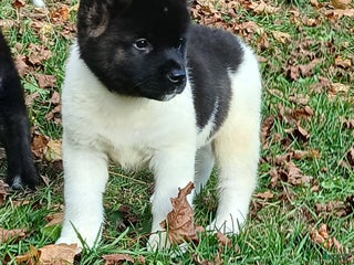 Akita dogs - Ad 30