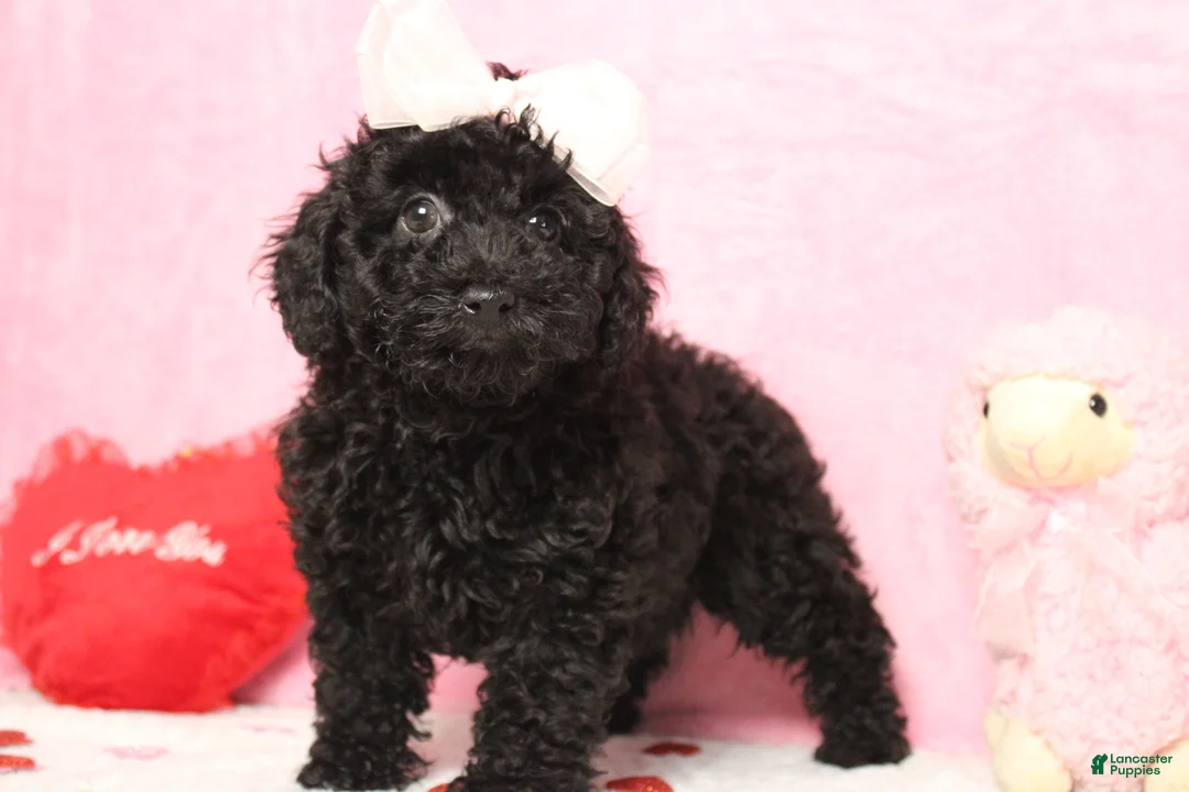 Toy Poodle dogs for sale: Onyx - Ad 11