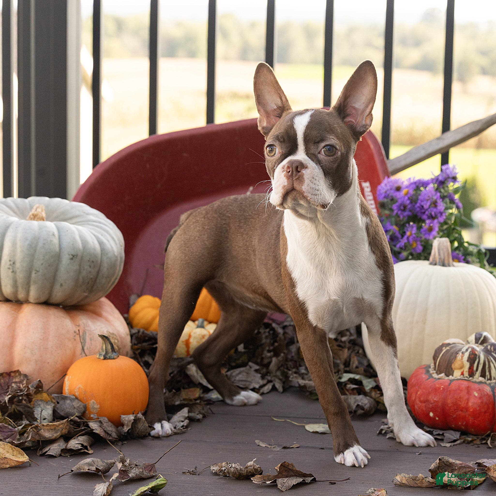 Boston Terrier dogs Cocoa Boston Terrier  - Ad 2