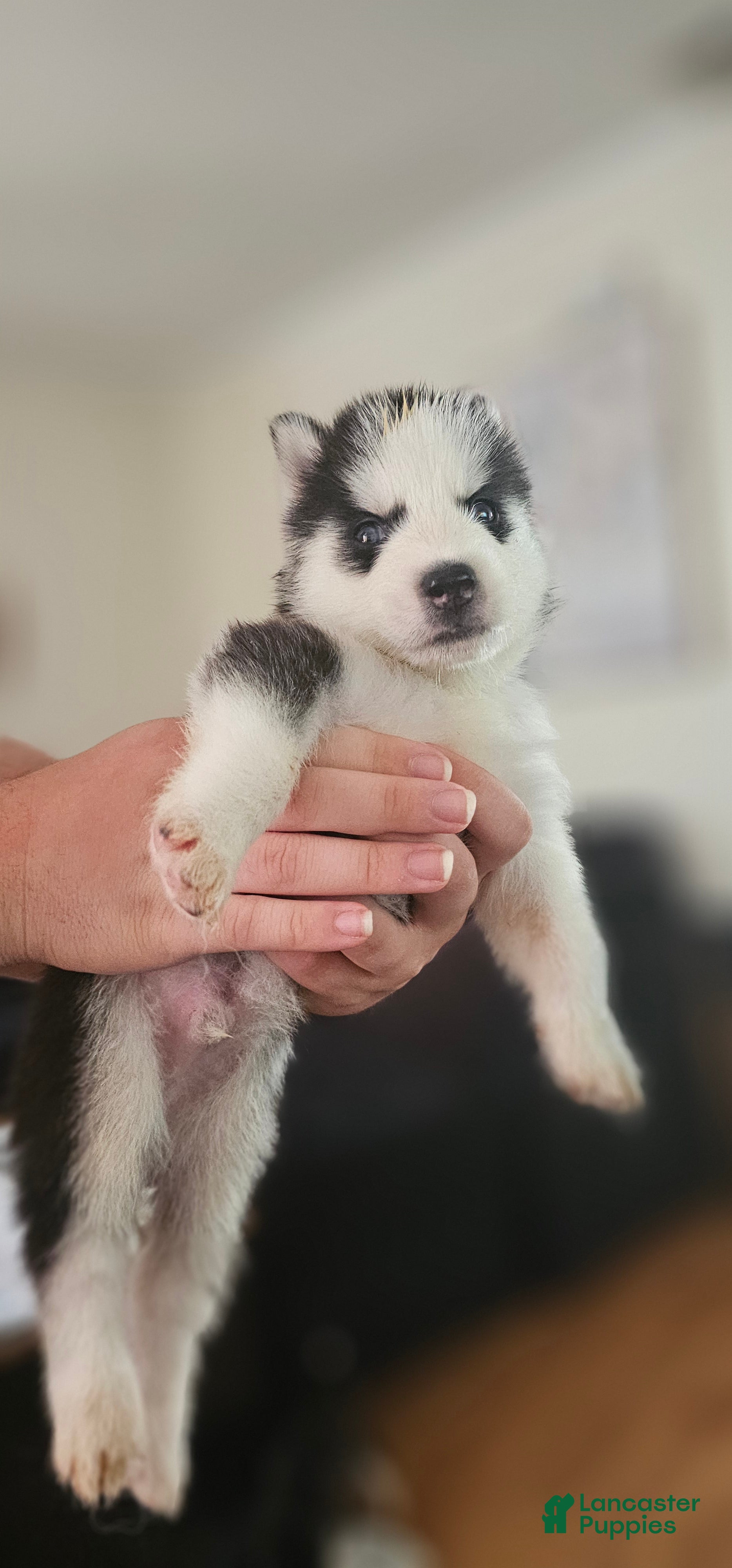 Siberian Husky dogs Ghost  - Ad 41